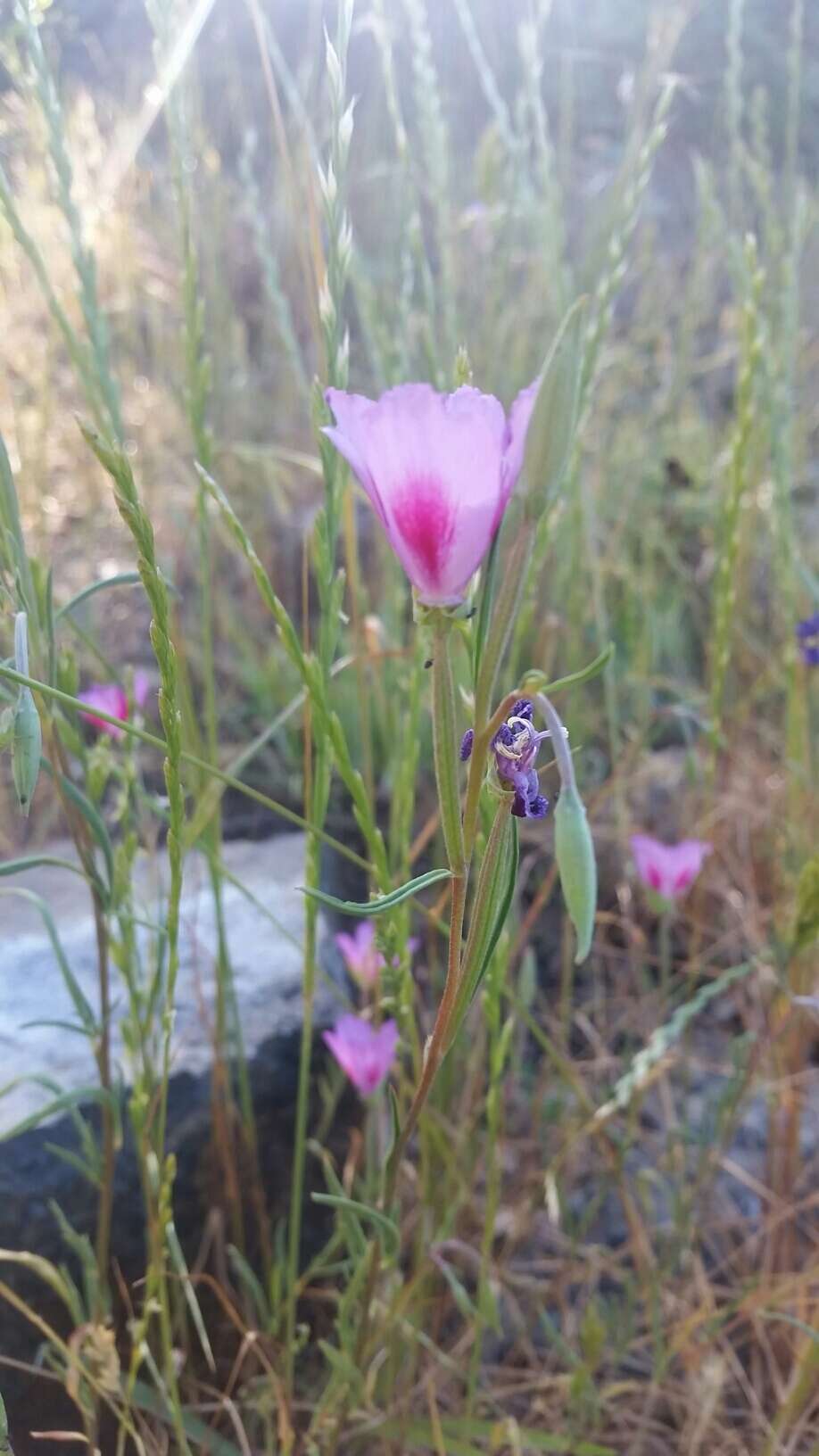 Imagem de Clarkia gracilis subsp. sonomensis (C. L. Bitchc.) F. H. Lewis & M. E. Lewis