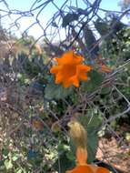 Image of Thunbergia gregorii S. Moore