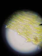 Image of Bolander's brachythecium moss