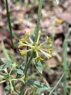 Image of Pimelea curviflora var. sericea Benth.