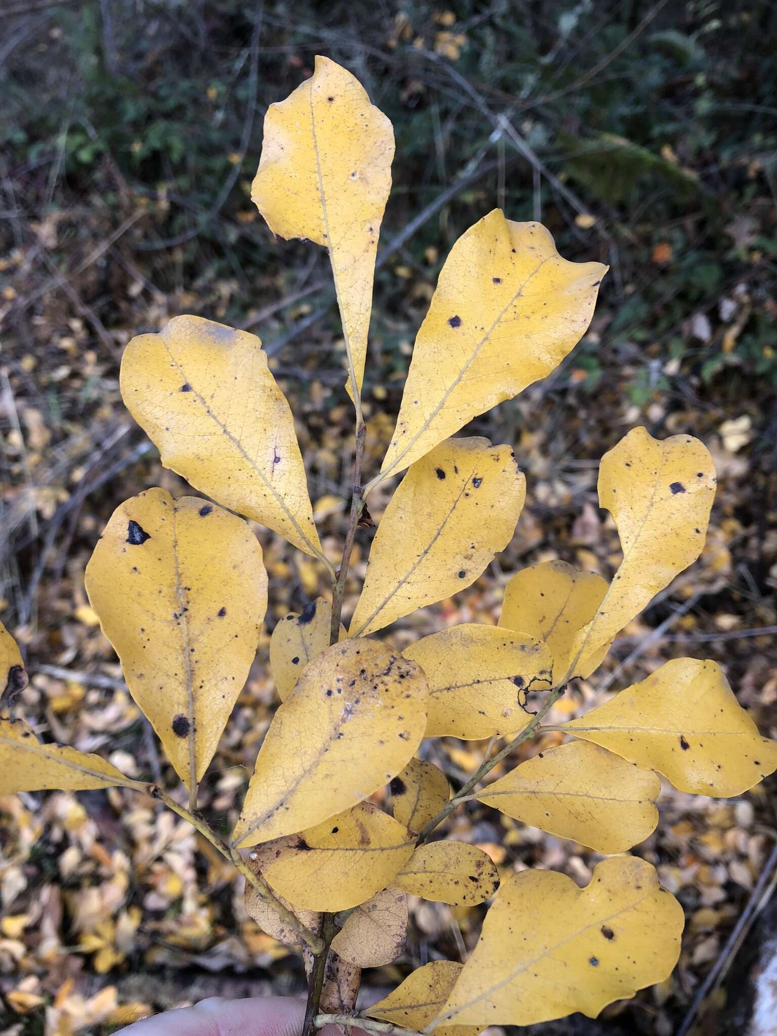 Image of Scouler's willow