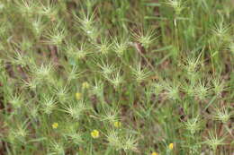 Image of ovate goatgrass