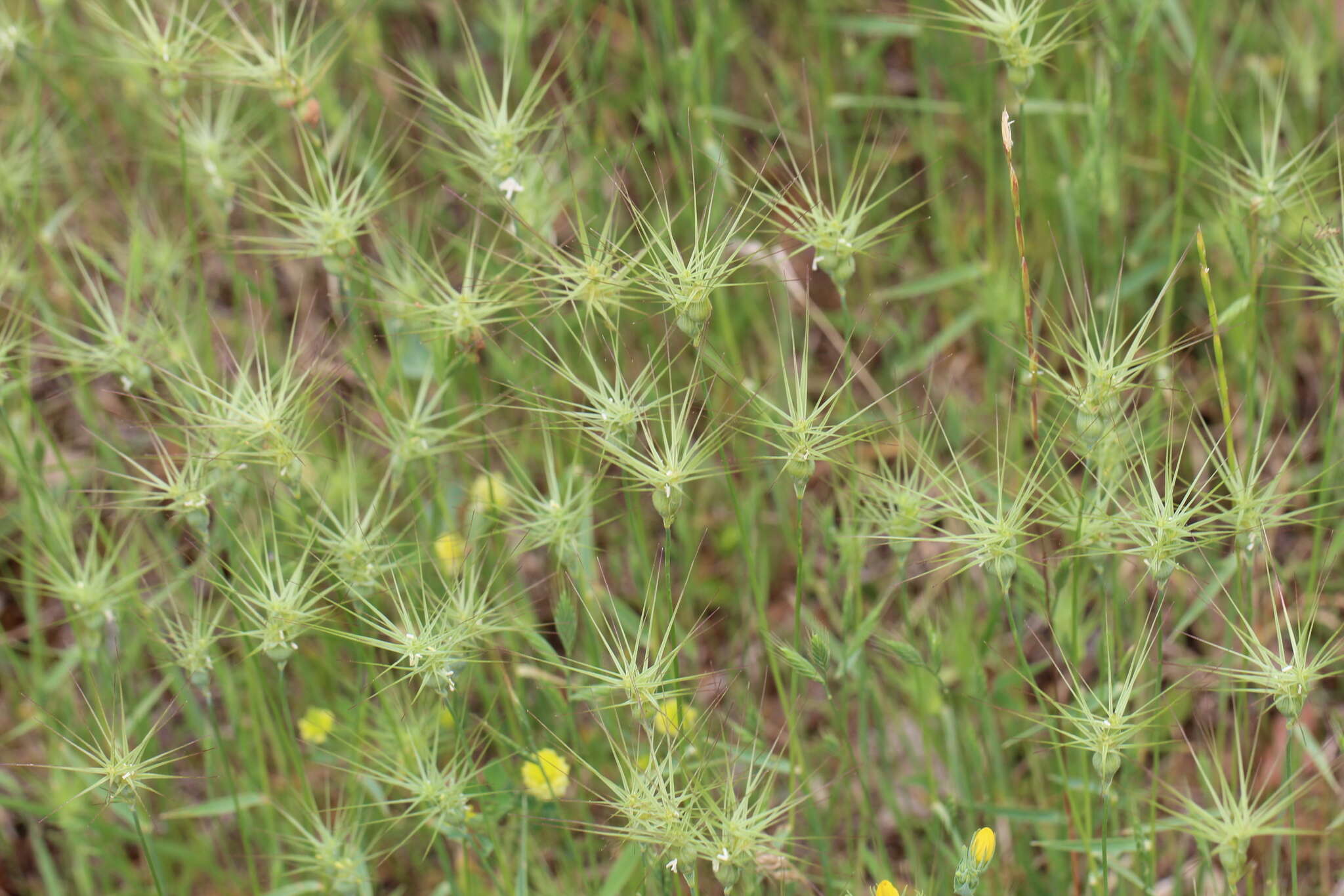 Image of ovate goatgrass