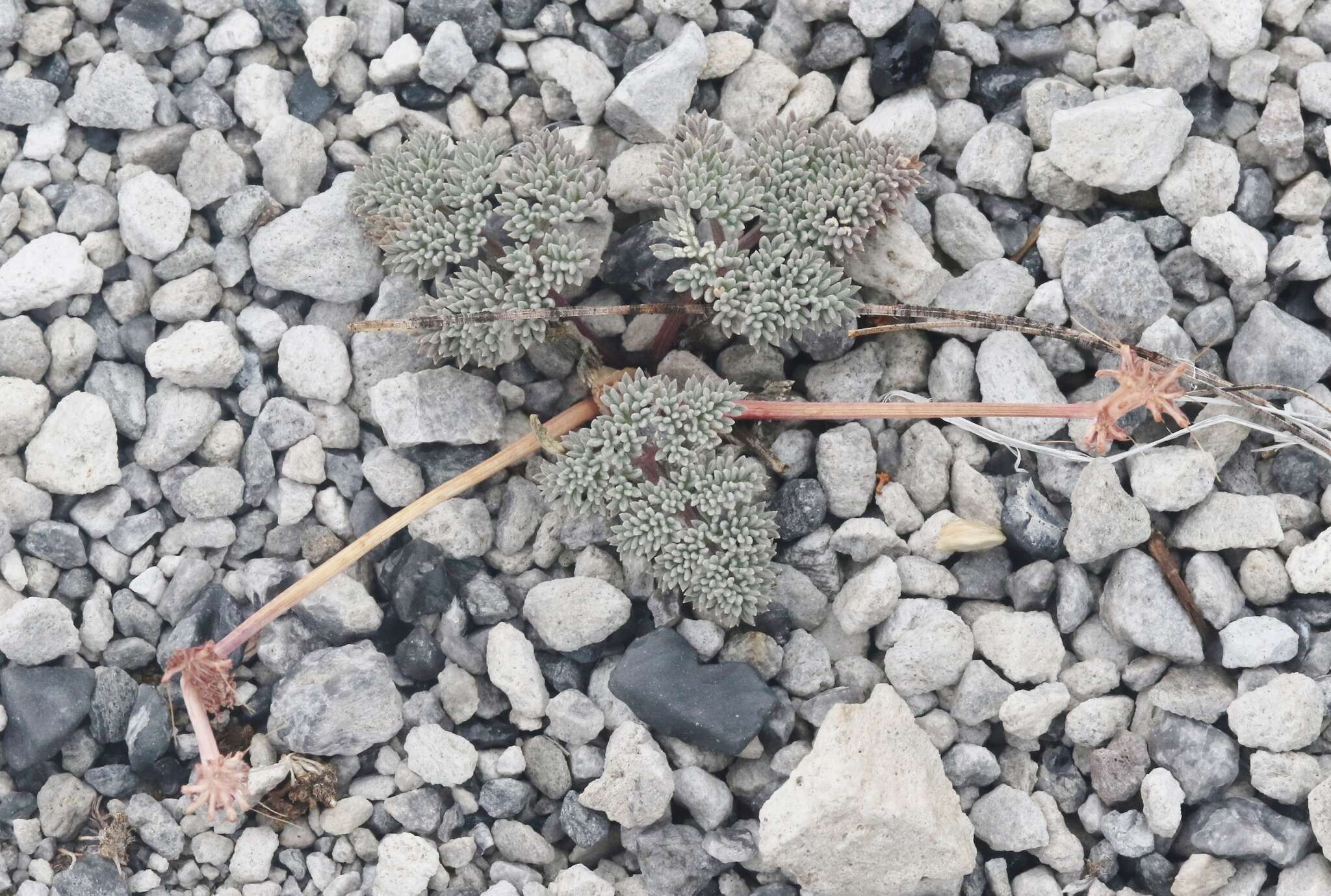 Image of gray springparsley