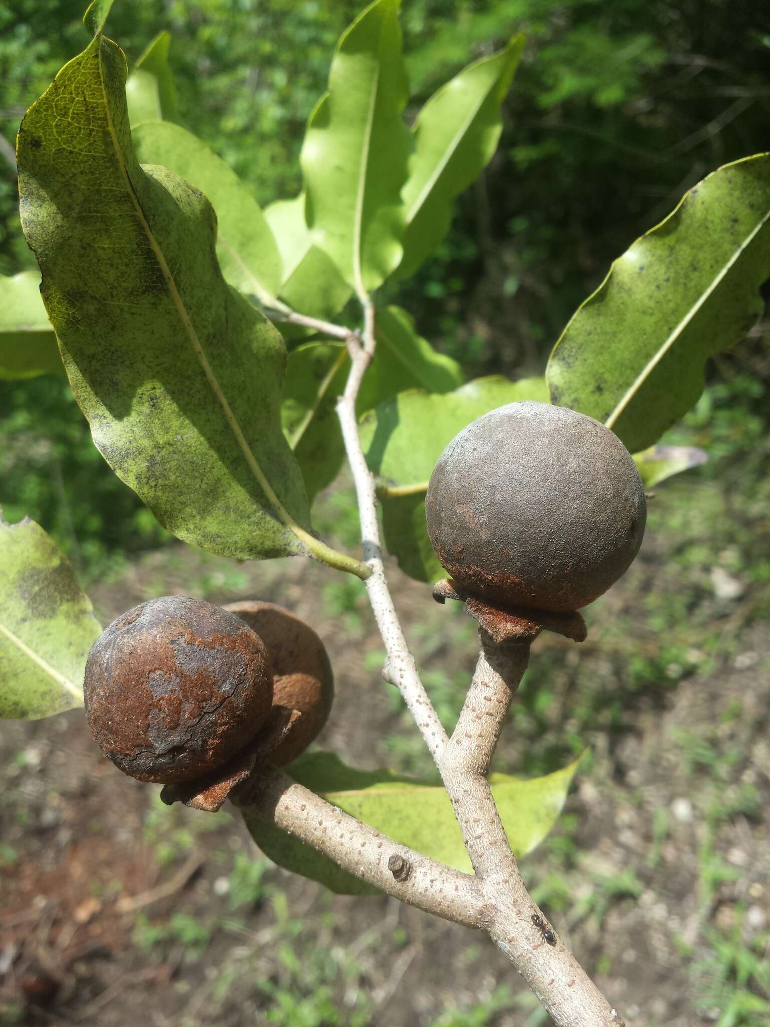 Sivun Madagaskarineebenpuu kuva