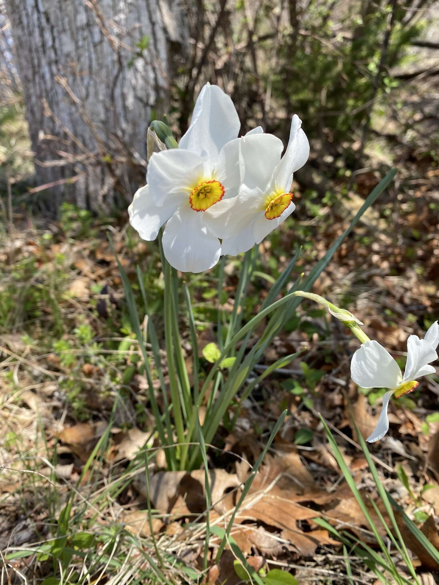 Image of Narcissus poeticus subsp. poeticus