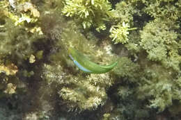 Image of Brownfield&#39;s wrasse