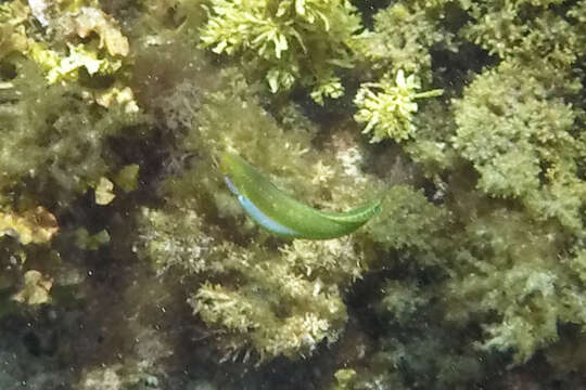 Image of Brownfield&#39;s wrasse