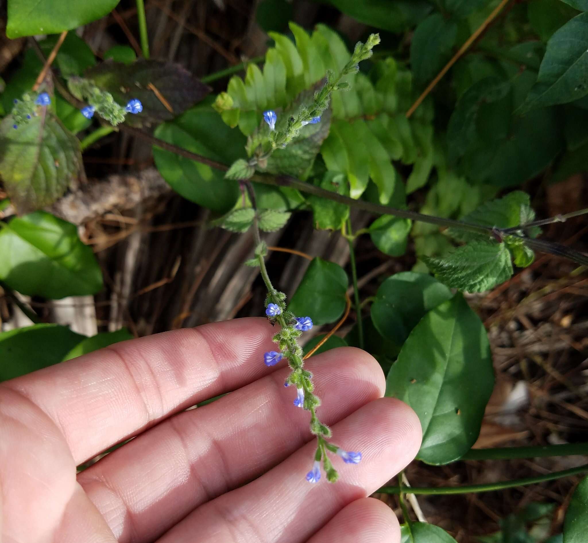 Image of West Indian sage