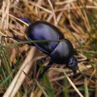 Image of Trypocopris vernalis (Linnaeus 1758)