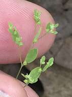 Image of smooth forked nailwort