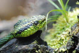 Image of Yellow-blotched Palm Pit Viper