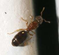 Image of Pheidole parva Mayr 1865