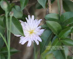 Image of white rocklettuce