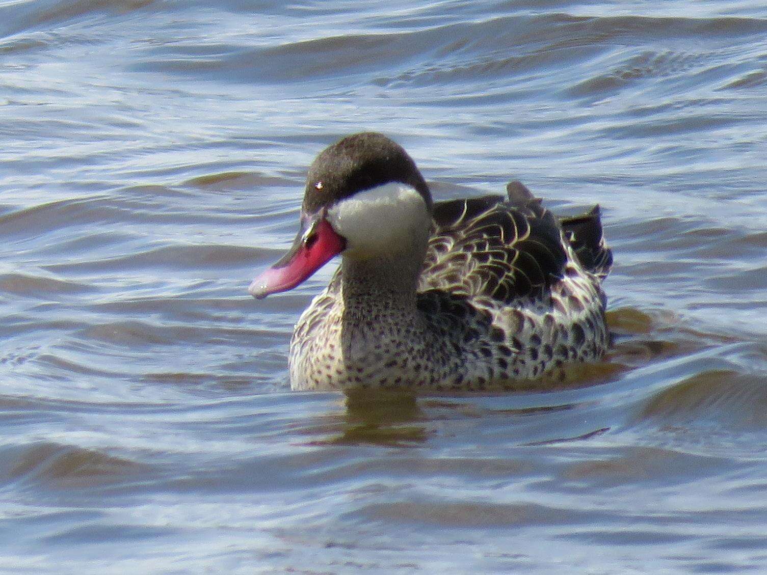 Image of Red-billed Teal