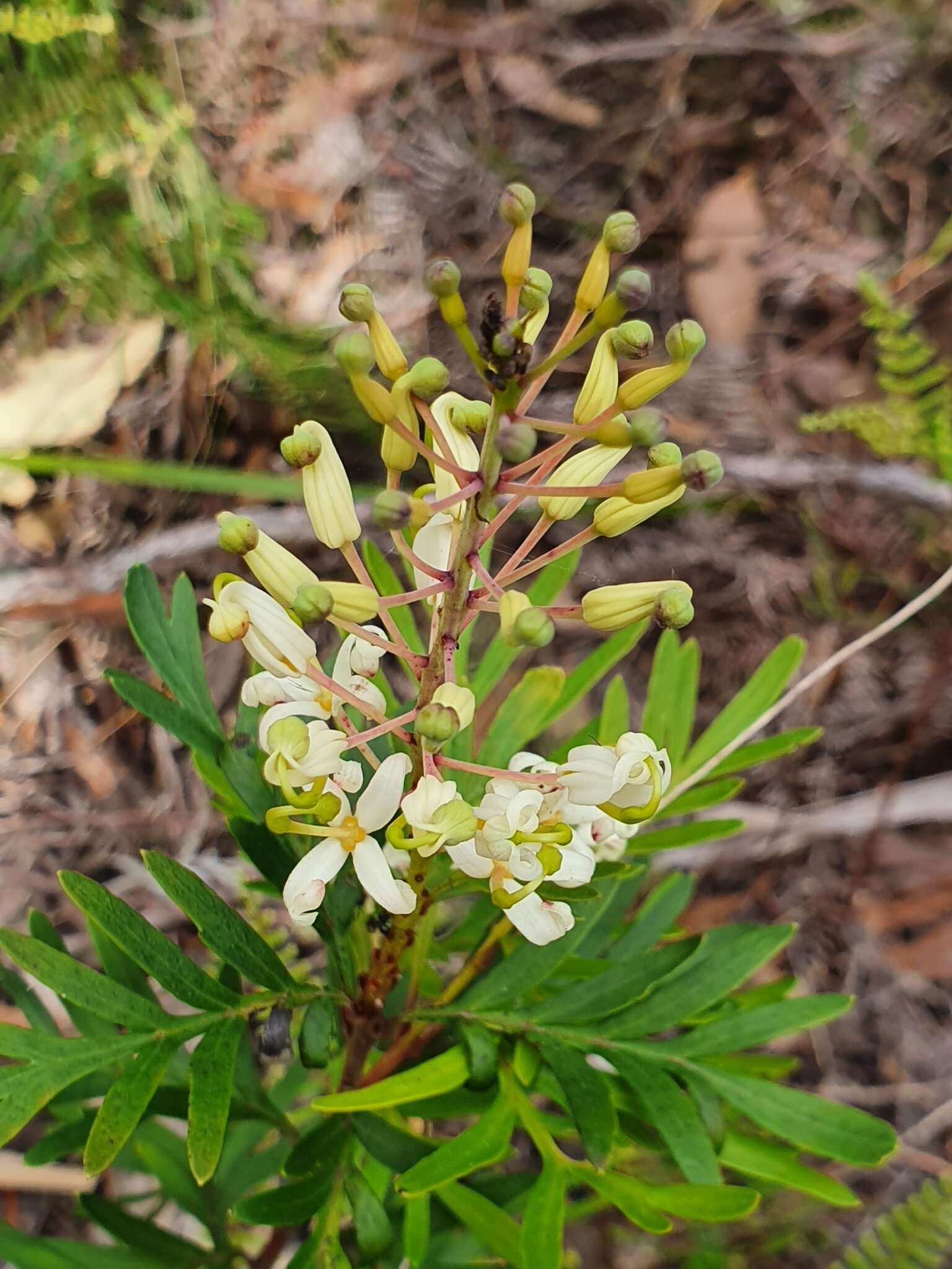 Imagem de Lomatia tinctoria (Labill.) R. Br.