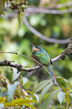 Image of Rufous-tailed Jacamar