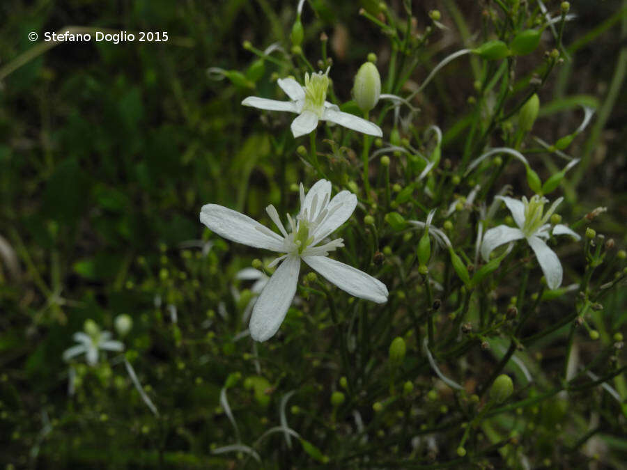 Clematis recta L. resmi