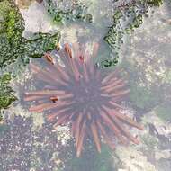 Image of Red pencil urchin