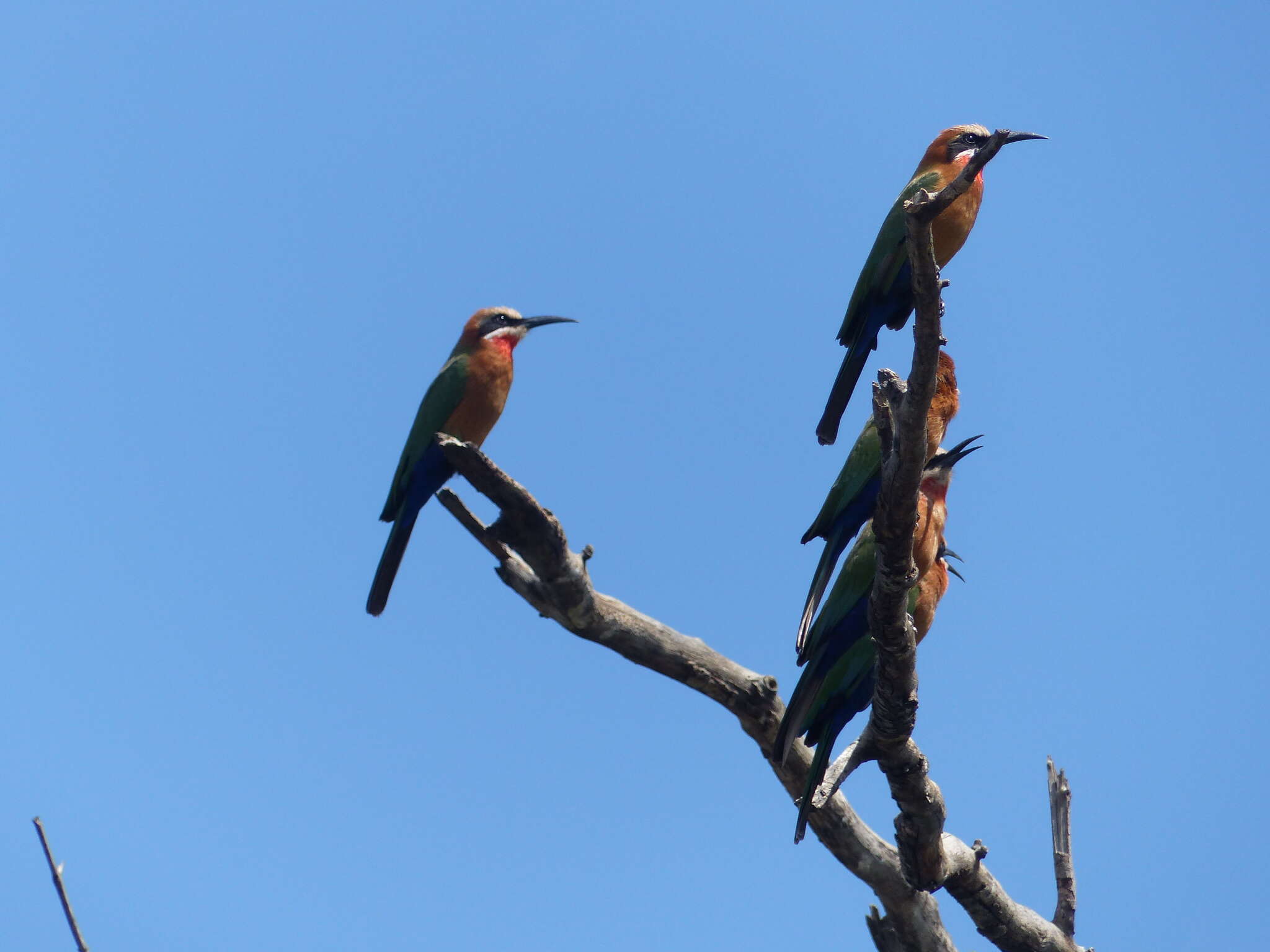 Image of White-fronted Bee-eater