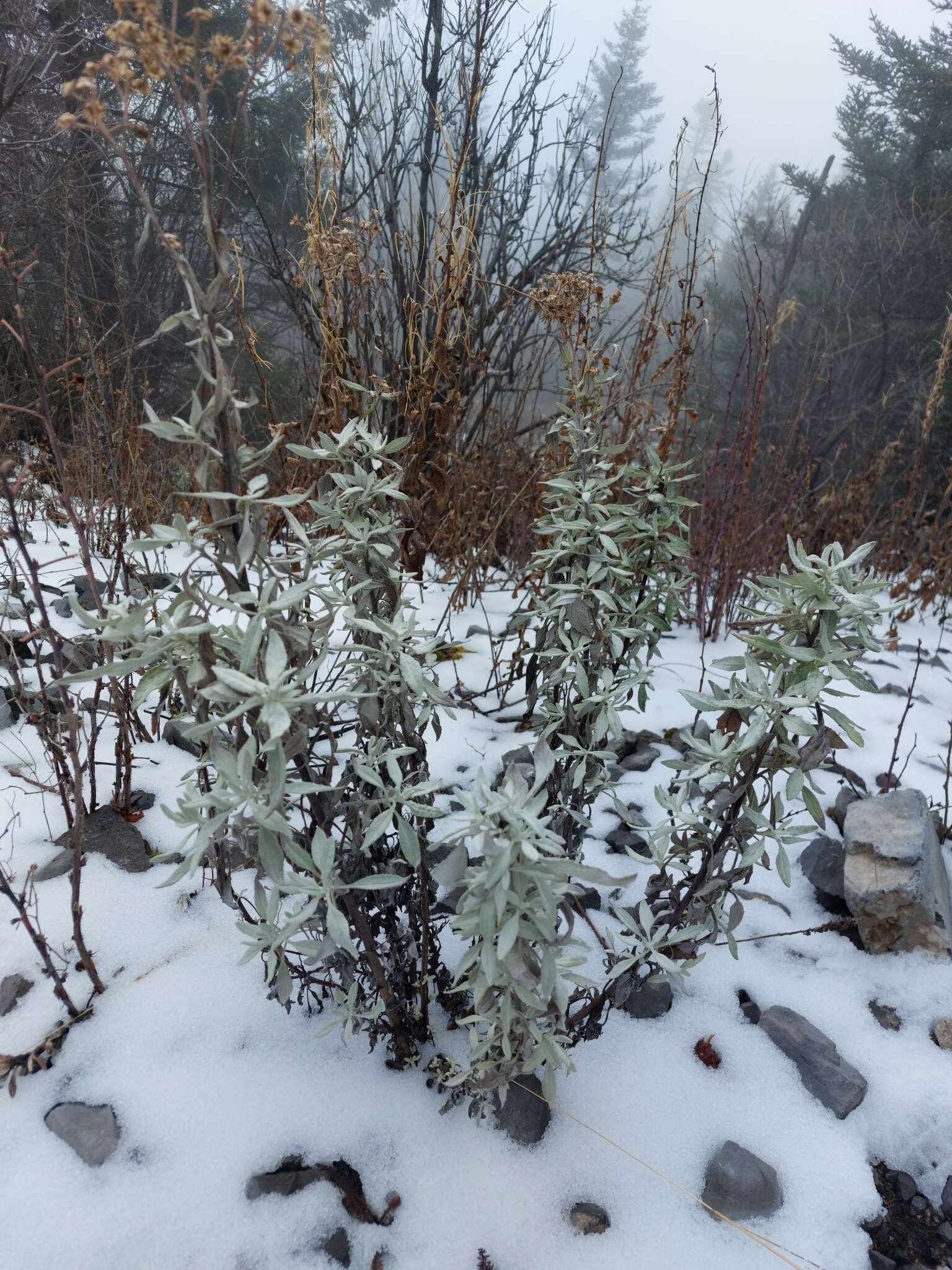 Image of Senecio carnerensis Greenm. ex Greenm.