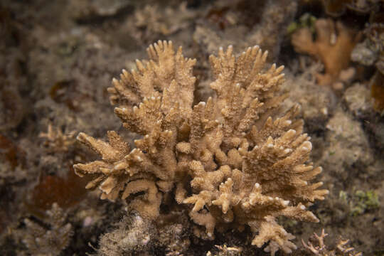 Image of pore coral