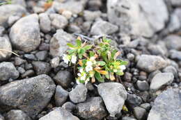 Image of Austrian draba