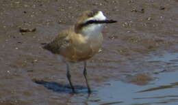 Image of White-fronted Plover