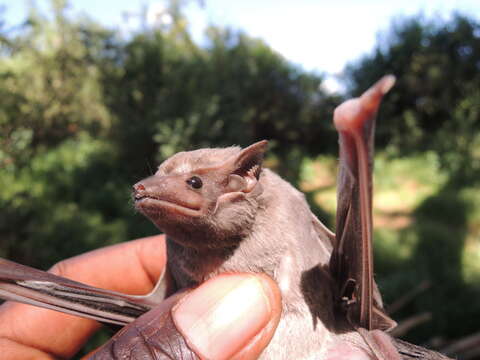 Image of African Taphozous