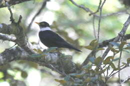 Image of White-collared Blackbird