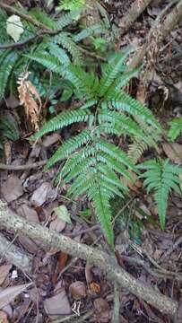 Image of East Indian hollyfern