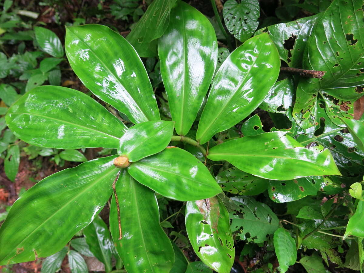 Image of spiral ginger