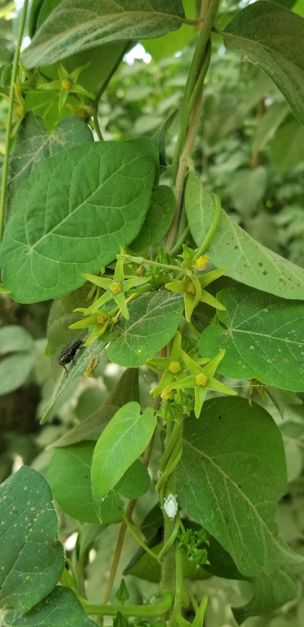 صورة Gonolobus suberosus var. granulatus (Scheele) Krings & Q. Y. Xiang