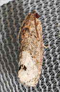 Image of Locust Twig Borer Moth