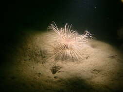 Image of fireworks anemone