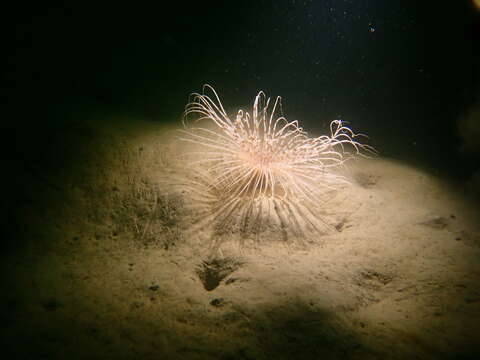 Image of fireworks anemone