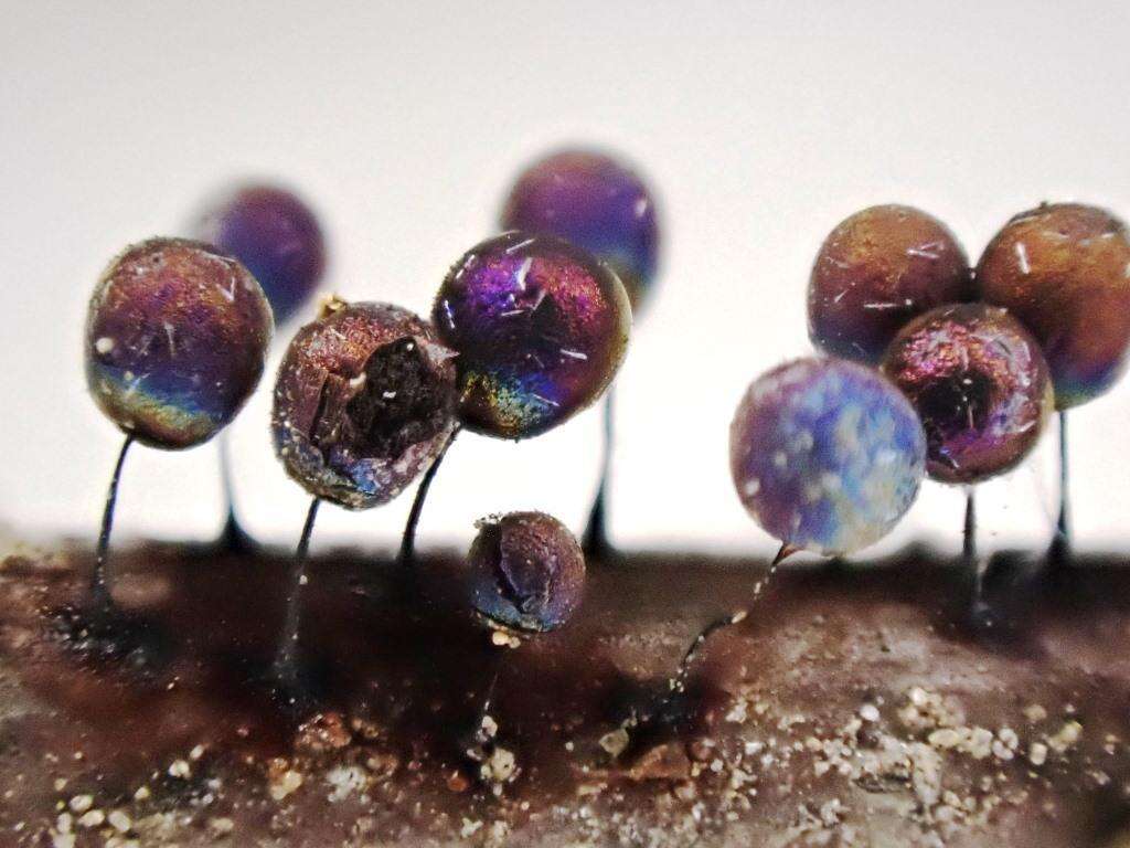 青紫亮皮菌的图像