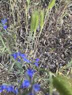 Image of Anchusa leptophylla Roem. & Schult.