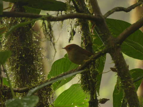 Pseudotriccus ruficeps (Lafresnaye 1843)的圖片