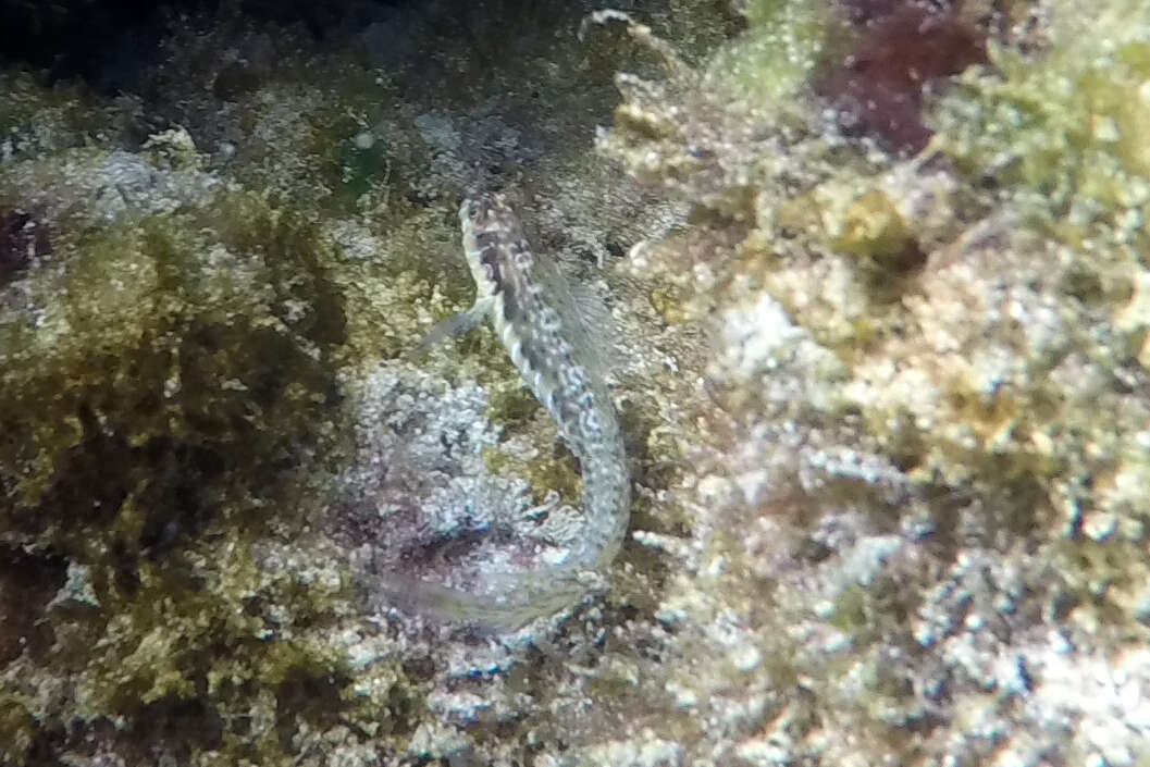 Image of Germain&#39;s blenny