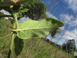 Image de Oxypetalum appendiculatum Mart.