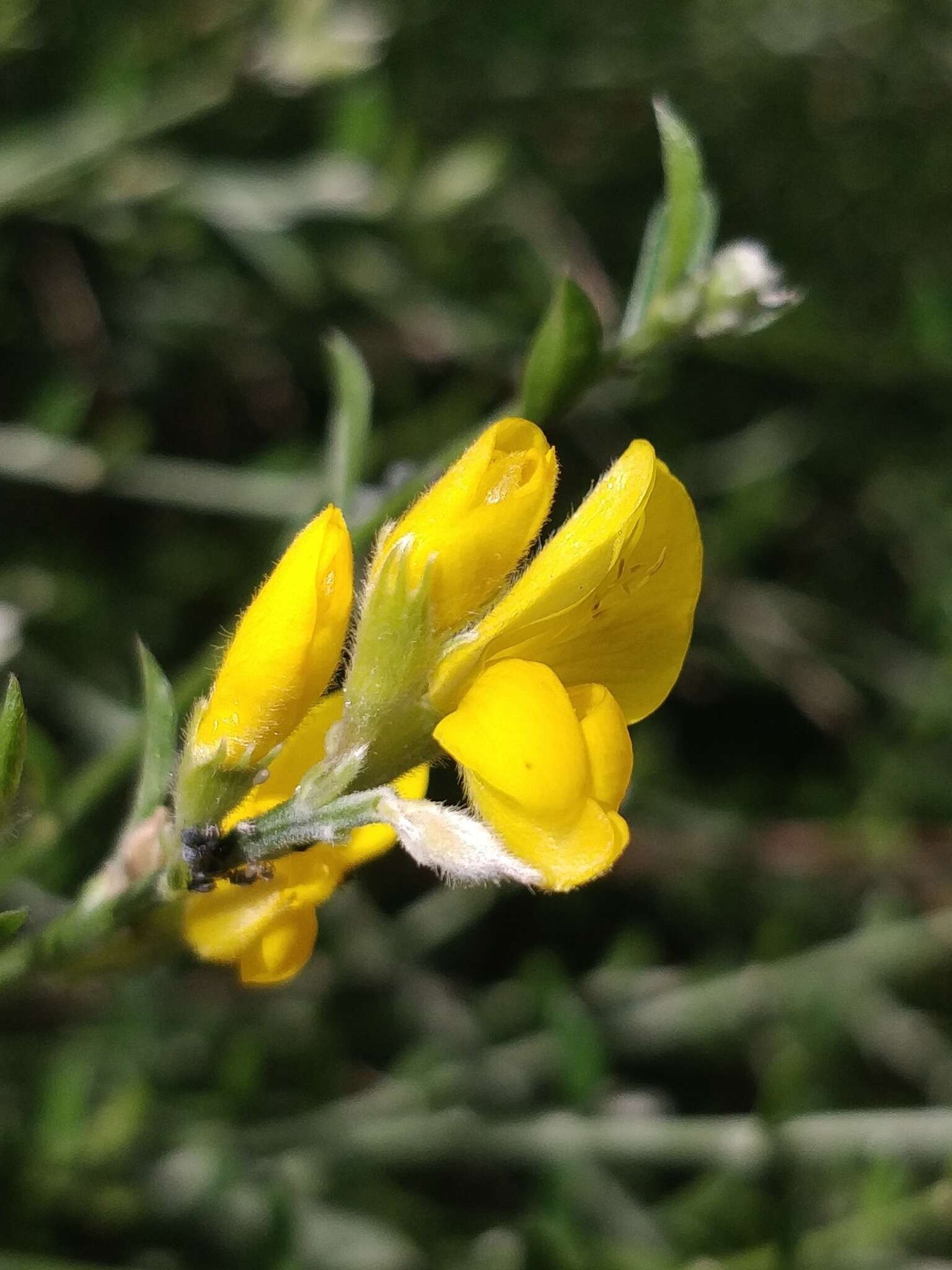 Image of Genista tenera (Murray) Kuntze