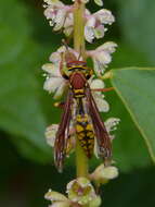 Image of <i>Polistes <i>myersi</i></i> myersi