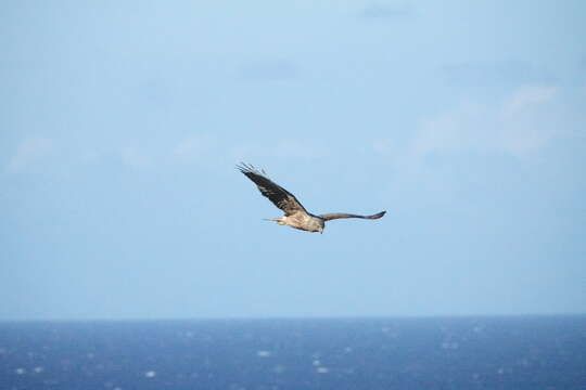 Image of Reunion Harrier