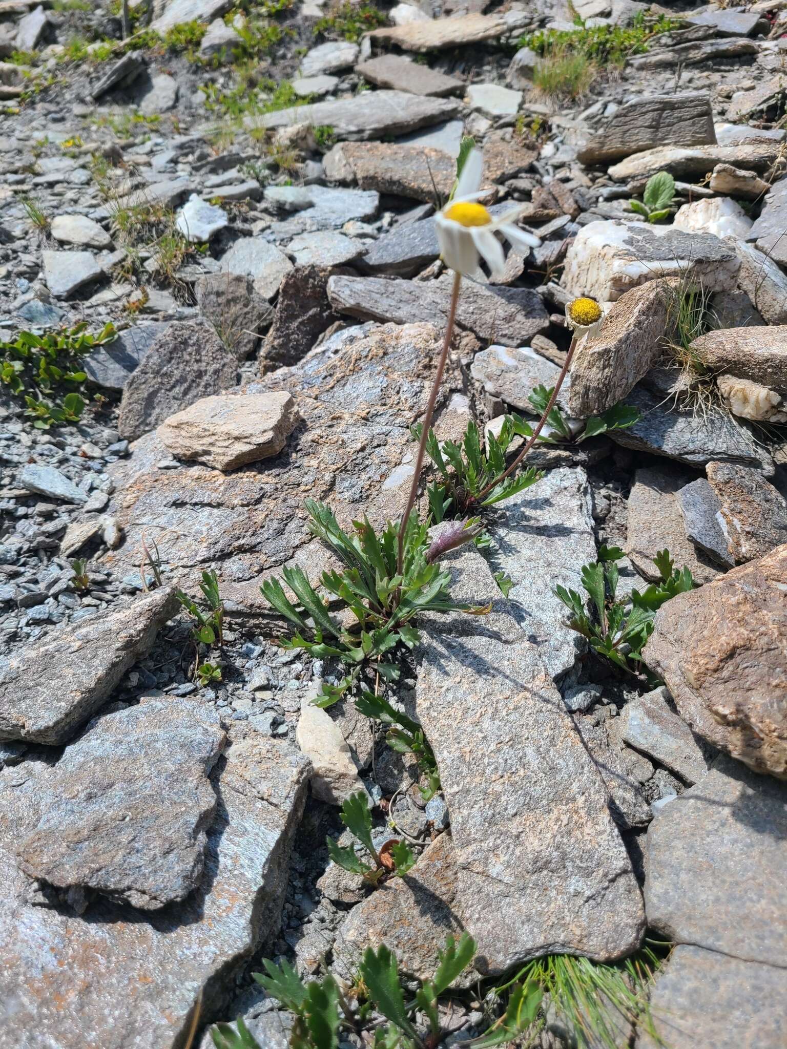 Слика од Leucanthemum coronopifolium Vill.