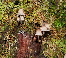 Image of Mycena subgalericulata Cleland 1931