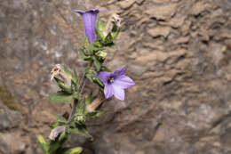 Image de Campanula hagielia Boiss.