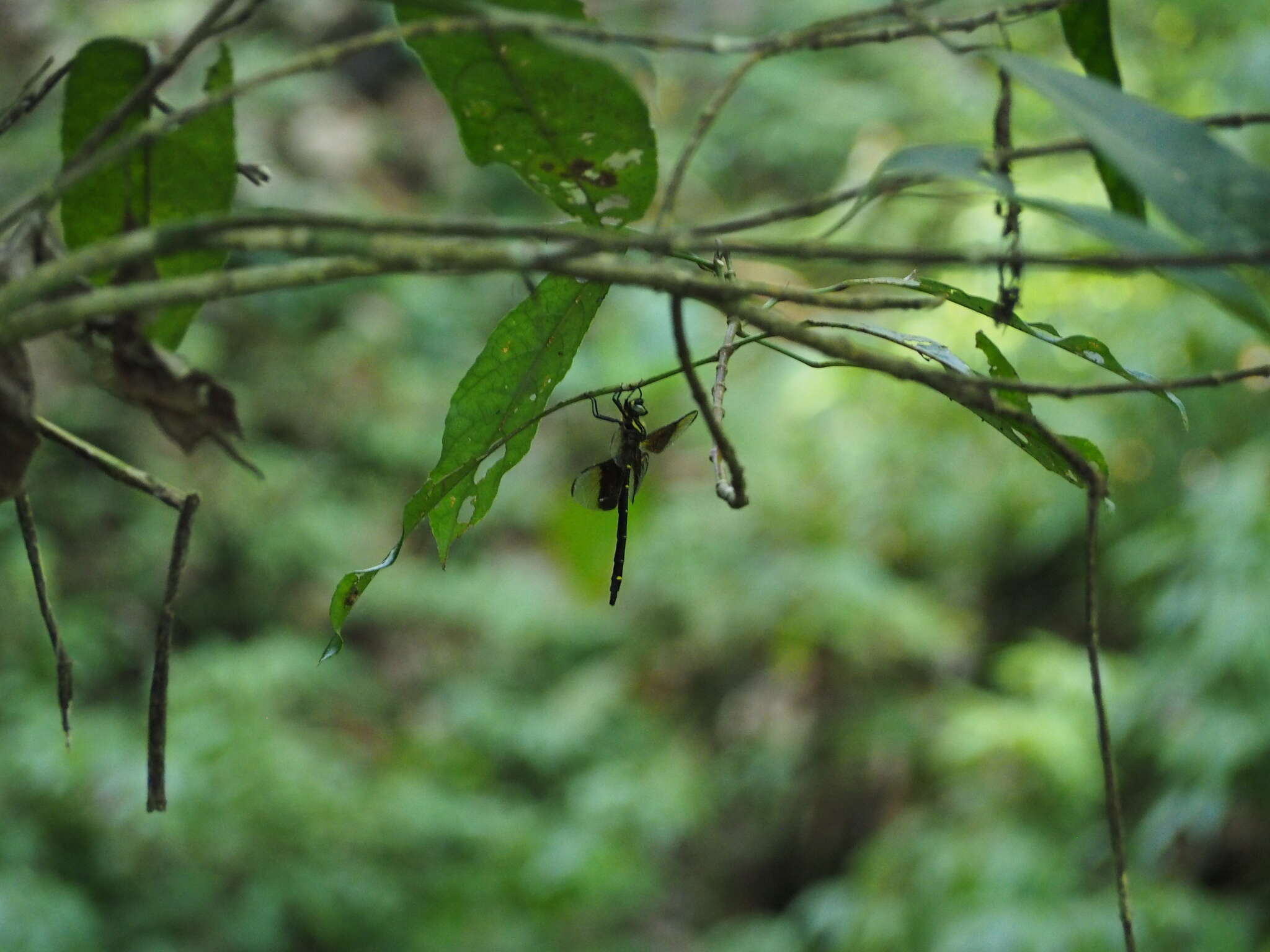 Plancia ëd Chlorogomphus risi Chen 1950