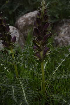 Image of Acanthus syriacus Boiss.