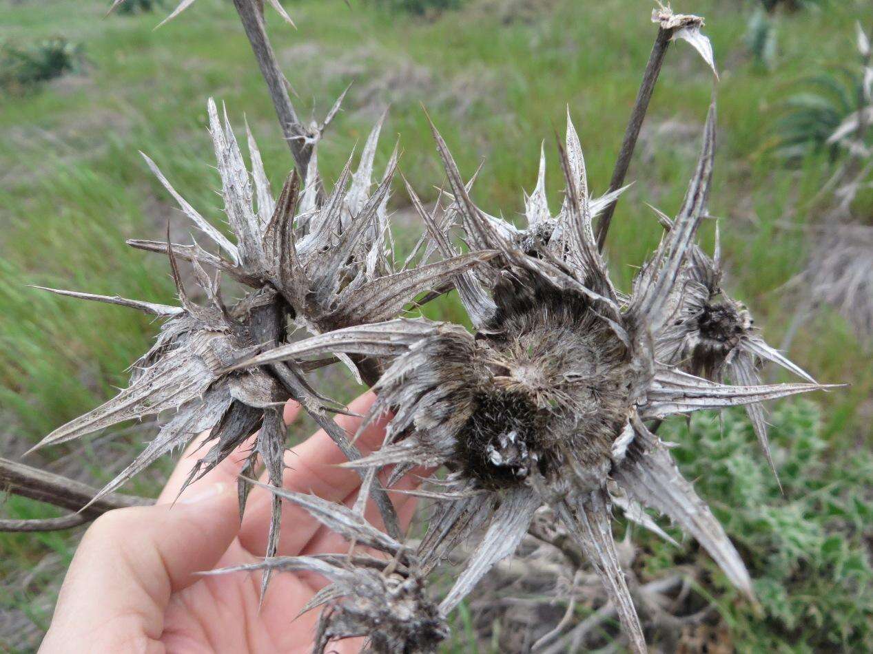 Image of Berkheya glabrata (Thunb.) Fourc.